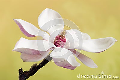 Magnolia flower Stock Photo