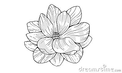 Magnolia flower in contour style isolated on white background Vector Illustration