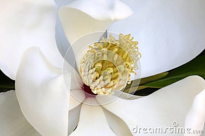 White Magnolia Flower with Nectar Drops, Macro Stock Photo