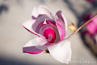 Blooming magnolia flowers in springï¼ŒPurple magnolia Stock Photo