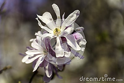 Magnolia flower at Portello park in Milan Stock Photo