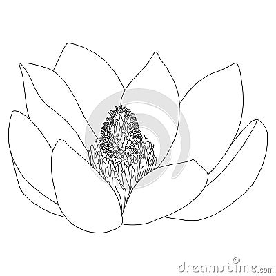 Magnolia flower sketch on white background. Floral botany. Hand drawn botanical illustration in black and white. Line Vector Illustration