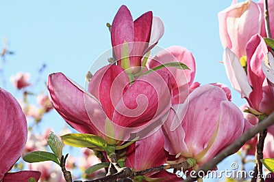 Magnolia flowers Stock Photo