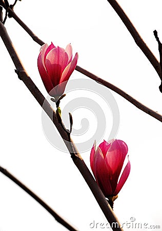 Magnolia flowers Stock Photo