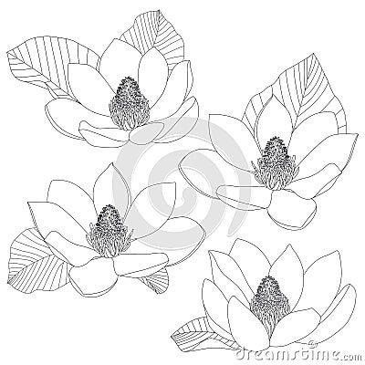 Magnolia flowers sketch set isolated on white background. Floral botany. Hand drawn botanical illustration in black and Vector Illustration