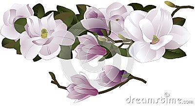 Magnolia Flowers Swag in Pink Stock Photo