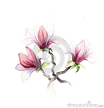 The magnolia flowers watercolor isolated Stock Photo
