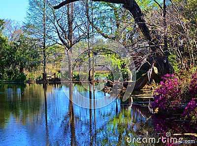 Magnolia gardens and Plantation in Charleston, SC Stock Photo