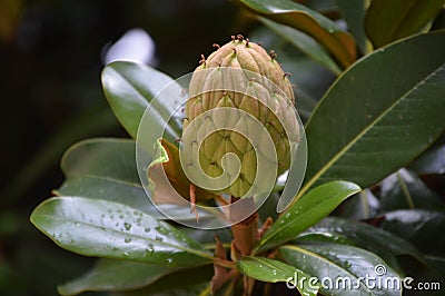 Magnolia grandiflora cone shaped fruit and leaves Stock Photo