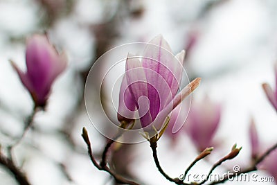 Magnolia grandiflora for springtime and flora softness over blurred background Stock Photo