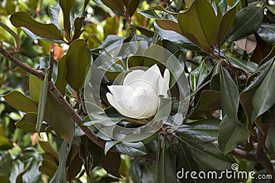 Magnolia grandiflora white amazing tree flower in bloom Stock Photo