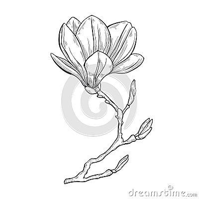 Magnolia. Hand drawn illustration on a white background, Cartoon Illustration