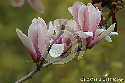 Magnolia liliflora Desr bloom in early spring Stock Photo