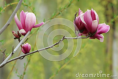 Magnolia liliflora Desr bloom in early spring Stock Photo