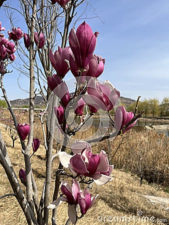 Magnolia liliflora Desr bloom in early spring Stock Photo