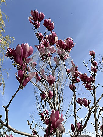 Magnolia liliflora Desr bloom in early spring Stock Photo