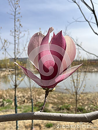 Magnolia liliflora Desr bloom in early spring Stock Photo