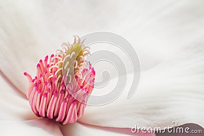 Magnolia Stock Photo