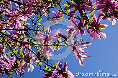 Magnolia magenta flowers on blue sky Stock Photo