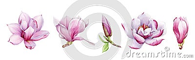 Magnolia pink tender flower watercolor painted illustration set. Hand drawn lush spring bud and blossom in the full bloom. Magnoli Cartoon Illustration
