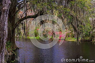 Magnolia Plantation Gardens 2 Stock Photo