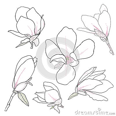 Set of hand drawn magnolia flowers. Floral sketching, line art. Isolated vector illustration Vector Illustration