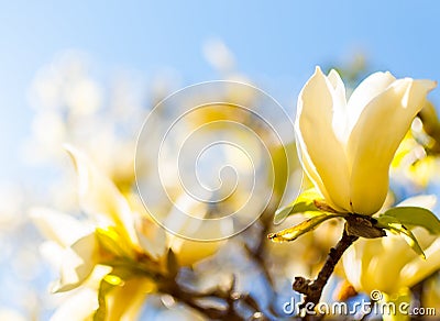 Magnolia `Solar Flair` is a deciduous tree with masses of upright, deep yellow flowers in early spring. Stock Photo