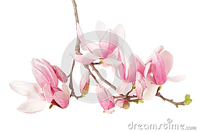 Magnolia, spring flower branch Stock Photo