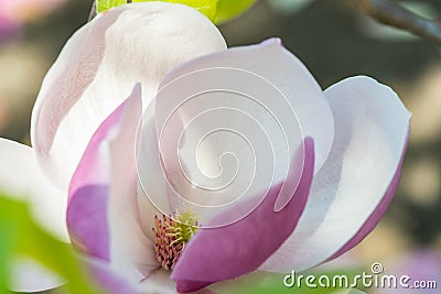 Magnolia in Spring Stock Photo