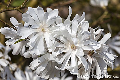 Magnolia Stellata Stock Photo