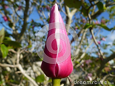 Magnolia `Susan`. Pink bud Ready to bloom Stock Photo
