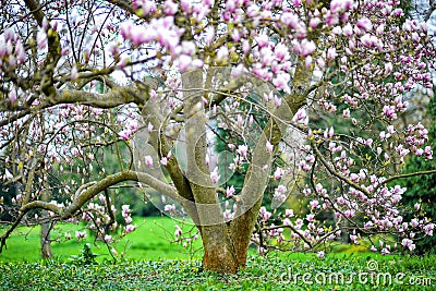 Magnolia tree Stock Photo