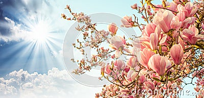 Magnolia tree blossom with colourful sky on background Stock Photo