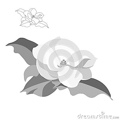 Magnolia-tree flower isolated on white background. Contour silhouette of a flowering branch Cartoon Illustration