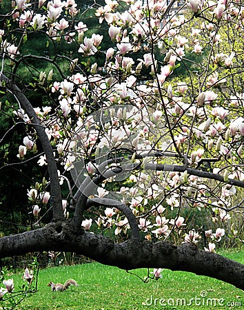 MAGNOLIA TREE WITH FROLICKING SQUIRREL Stock Photo
