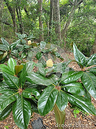 Magnolia Tree Leaves and Pods Mississippi Stock Photo