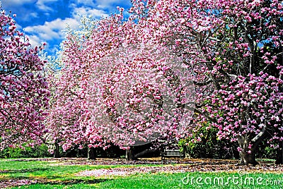 Magnolia Trees Stock Photo