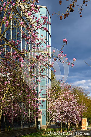 Magnolia trees in bloom outside Redmond City Hall, Washington Editorial Stock Photo