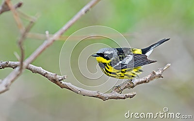 Magnolia Warbler Stock Photo