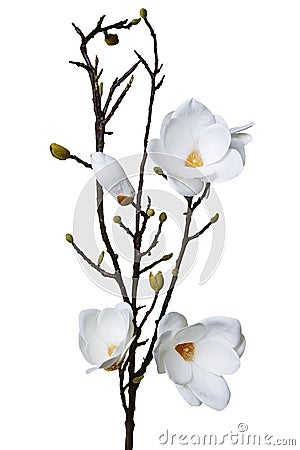 Magnolia white artificial flower Stock Photo