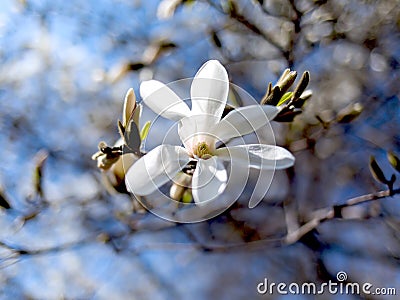 one white magnolia flower on a branch Stock Photo