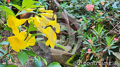 Magnoliophyta, Angiospermae, alamanda yellow elder, bunga terompet kuning Stock Photo