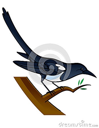 Magpie Vector Illustration