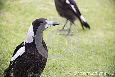 Magpie Stock Photo