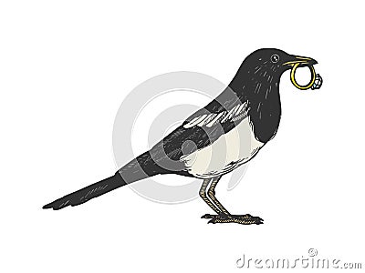Magpie bird with golden ring color sketch vector Vector Illustration