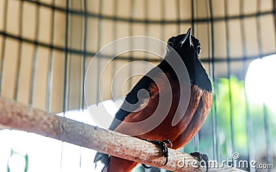 Magpie Bird, an Intelligent Creatures. Stock Photo