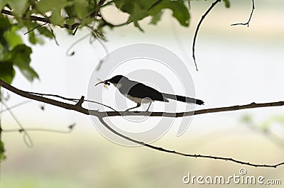 Magpie Black Stock Photo