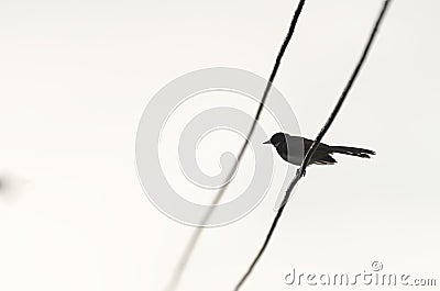 Magpie Black Stock Photo