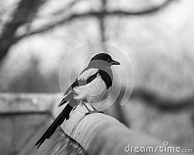 Magpie Black and White Stock Photo