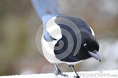 Magpie Close-up in Winter Stock Photo